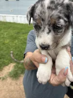 Princess , a female Australian Cattle Dog for sale in Cameron, MO – 2 of 2