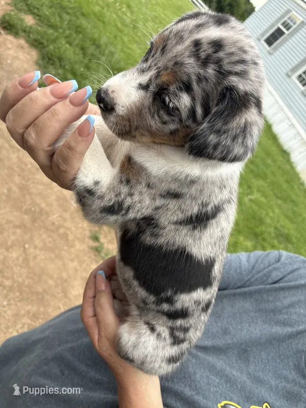 Princess  – Australian Cattle Dog puppy for sale in Cameron, MO