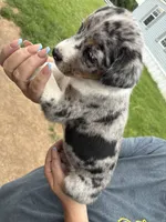 Princess , a female Australian Cattle Dog for sale in Cameron, MO – 1 of 2