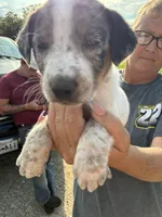 Ranger, a male Australian Cattle Dog for sale in Cameron, MO – 2 of 2