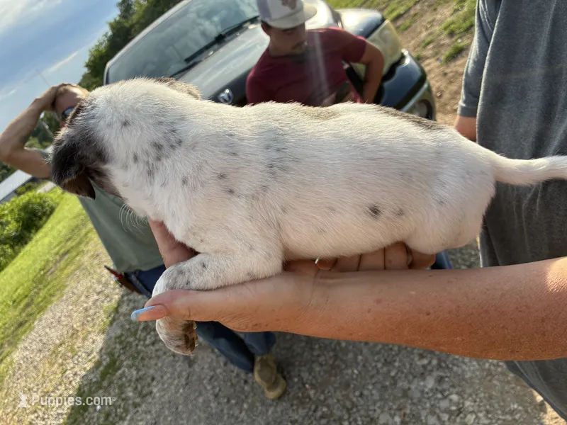 Ranger – Australian Cattle Dog puppy for sale in Cameron, MO