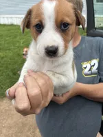Coco, a female Australian Cattle Dog for sale in Cameron, MO – 2 of 2
