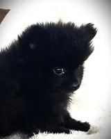 Coal, a male Pomeranian for sale in Albany, NY – 2 of 5