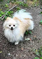 Coal, a male Pomeranian for sale in Albany, NY – 4 of 5