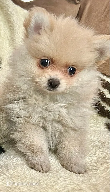 Trixie – Pomeranian puppy for sale in Albany, NY