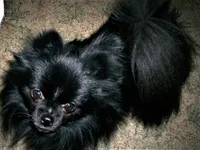Trixie, a female Pomeranian for sale in Albany, NY – 5 of 6