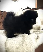 Coal, a male Pomeranian for sale in Albany, NY – 3 of 5