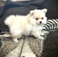 Trixie, a female Pomeranian for sale in Albany, NY – 4 of 6