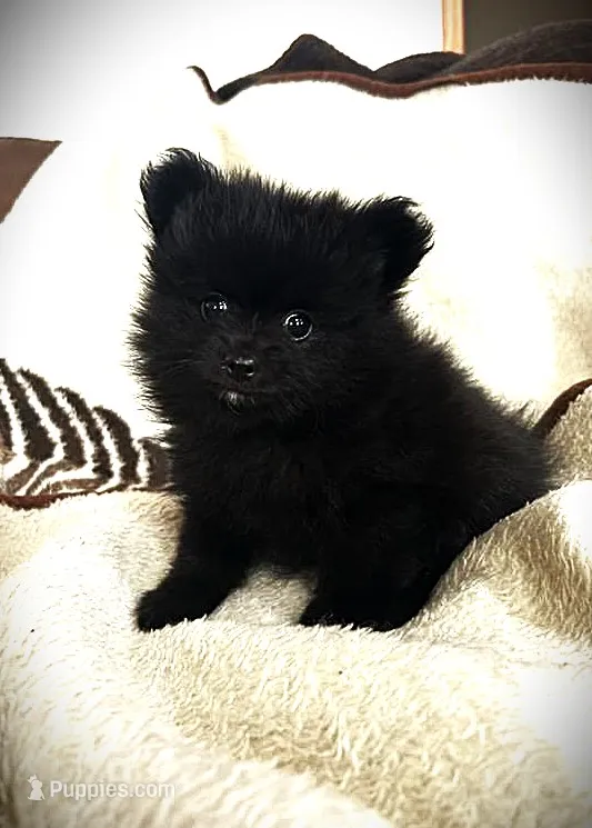 Coal – Pomeranian puppy for sale in Albany, NY