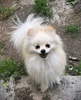 Trixie, a female Pomeranian for sale in Albany, NY – 6 of 6