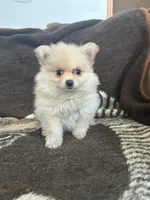 Trixie, a female Pomeranian for sale in Albany, NY – 3 of 6