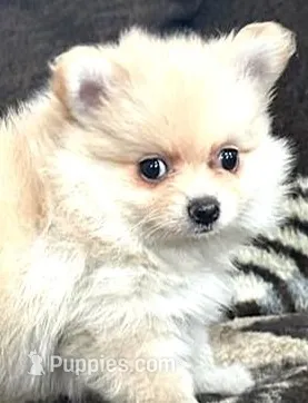 Trixie – Pomeranian puppy for sale in Albany, NY