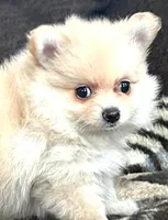 Trixie, a female Pomeranian for sale in Albany, NY – 1 of 6