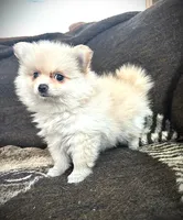 Trixie, a female Pomeranian for sale in Albany, NY – 2 of 6