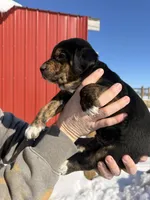 Green, a male English Coonhound and Australian Shepherd for sale in Elizabeth City, NC – Photo 2 of 2