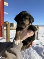 Green, a male English Coonhound and Australian Shepherd for sale in Elizabeth City, NC – Photo 1 of 2
