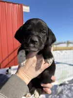 Mint, a female English Coonhound and Australian Shepherd for sale in Elizabeth City, NC – Photo 1 of 3