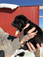 Mint, a female English Coonhound and Australian Shepherd for sale in Elizabeth City, NC – Photo 2 of 3