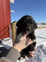 Mint, a female English Coonhound and Australian Shepherd for sale in Elizabeth City, NC – Photo 3 of 3