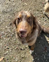 Izzy, a female Australian Shepherd for sale in Elizabeth City, NC – Photo 4 of 4