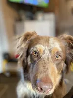 Izzy, a female Australian Shepherd for sale in Elizabeth City, NC – Photo 3 of 4