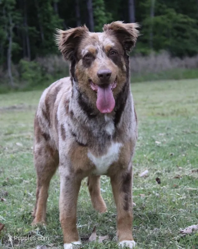 Izzy, a female Australian Shepherd for sale in Elizabeth City, NC – Photo 1 of 4