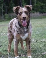 Izzy, a female Australian Shepherd for sale in Elizabeth City, NC – Photo 1 of 4