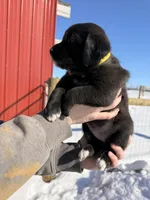 Yellow, a female English Coonhound and Australian Shepherd for sale in Elizabeth City, NC – Photo 3 of 3