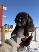 Yellow, a female English Coonhound and Australian Shepherd for sale in Elizabeth City, NC – Photo 2 of 3
