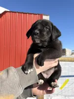 Yellow, a female English Coonhound and Australian Shepherd for sale in Elizabeth City, NC – Photo 1 of 3