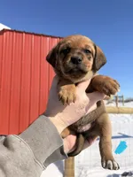 Light Blue, a male English Coonhound and Australian Shepherd for sale in Elizabeth City, NC – Photo 1 of 2