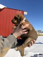 Light Blue, a male English Coonhound and Australian Shepherd for sale in Elizabeth City, NC – Photo 2 of 2