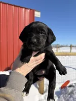 Red, a male English Coonhound and Australian Shepherd for sale in Elizabeth City, NC – Photo 1 of 3