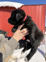 Red, a male English Coonhound and Australian Shepherd for sale in Elizabeth City, NC – Photo 3 of 3
