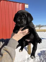 Red, a male English Coonhound and Australian Shepherd for sale in Elizabeth City, NC – Photo 2 of 3