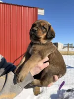 Purple, a female English Coonhound and Australian Shepherd for sale in Elizabeth City, NC – Photo 2 of 2