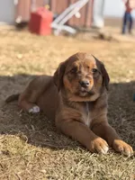 Purple, a female English Coonhound and Australian Shepherd for sale in Elizabeth City, NC – Photo 1 of 2