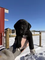 Dark Blue, a male English Coonhound and Australian Shepherd for sale in Elizabeth City, NC – Photo 1 of 2