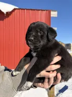 Dark Blue, a male English Coonhound and Australian Shepherd for sale in Elizabeth City, NC – Photo 2 of 2