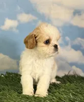 Ginseng, a male Cavapoo for sale in Canton, OH – 7 of 8