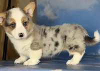 Aca Daisy triple clear Bluie carrier BRED due 7/4-7/8, a female Pembroke Welsh Corgi for sale in Canton, OH – 5 of 9