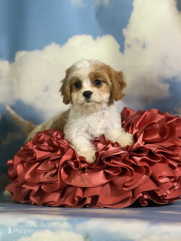 Cinnamon – Cavapoo puppy for sale in Canton, OH