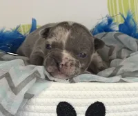 Rocco- blue merle- 88/12 imported line dna ofa , a female Frenchton for sale in Canton, OH – 4 of 7