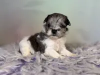 Penny, a female Schnoodle for sale in Canton, OH – 7 of 8