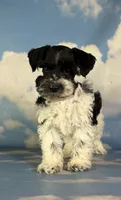 Pepper, a male Schnoodle for sale in Canton, OH – 4 of 6