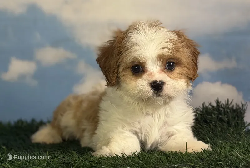 Cinnamon – Cavapoo puppy for sale in Canton, OH