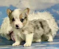 ACA Duncan natural bobtail Bluie and fully carrier triple clear, a male Pembroke Welsh Corgi for sale in Canton, OH – 3 of 8
