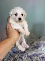 Pearl, a female Schnoodle for sale in Canton, OH – 3 of 6