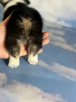 Aca Daphne natural bobtail Bluie and fluffy carrier triple clear, a female Pembroke Welsh Corgi for sale in Canton, OH – 6 of 6