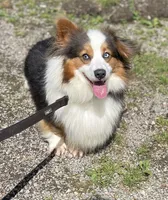 Aca Daisy triple clear Bluie carrier BRED due 7/4-7/8, a female Pembroke Welsh Corgi for sale in Canton, OH – 8 of 9